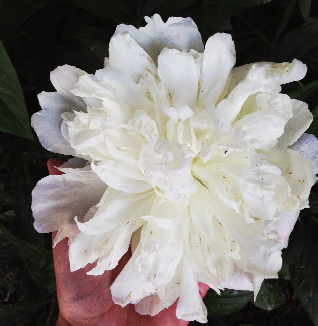 The Flower Magician Bridal Bouqet Of White Peonies Roses Lily