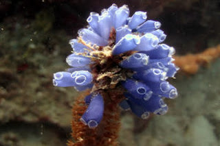sea squirts