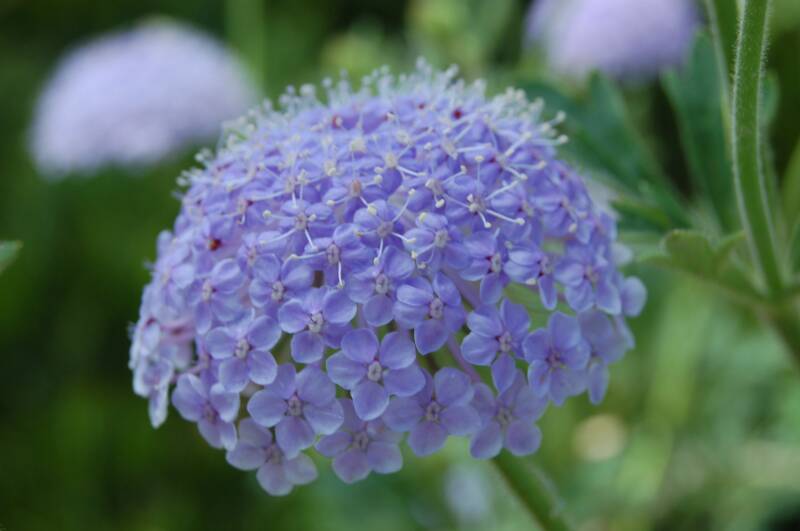Beauty Of Flowers Blue lace flower