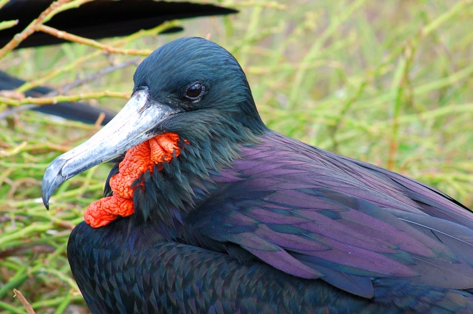 Galapagos Islands Great and Magnificent Frigate Birds