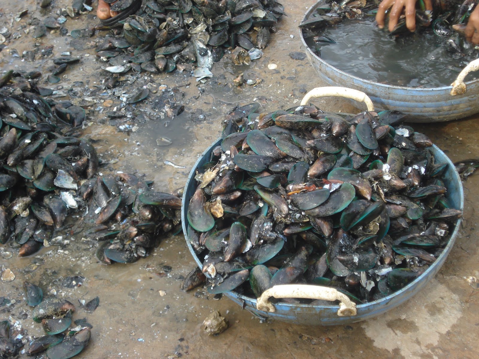 Mussels and mussels...alive aliveo! Mimosas & Samosas