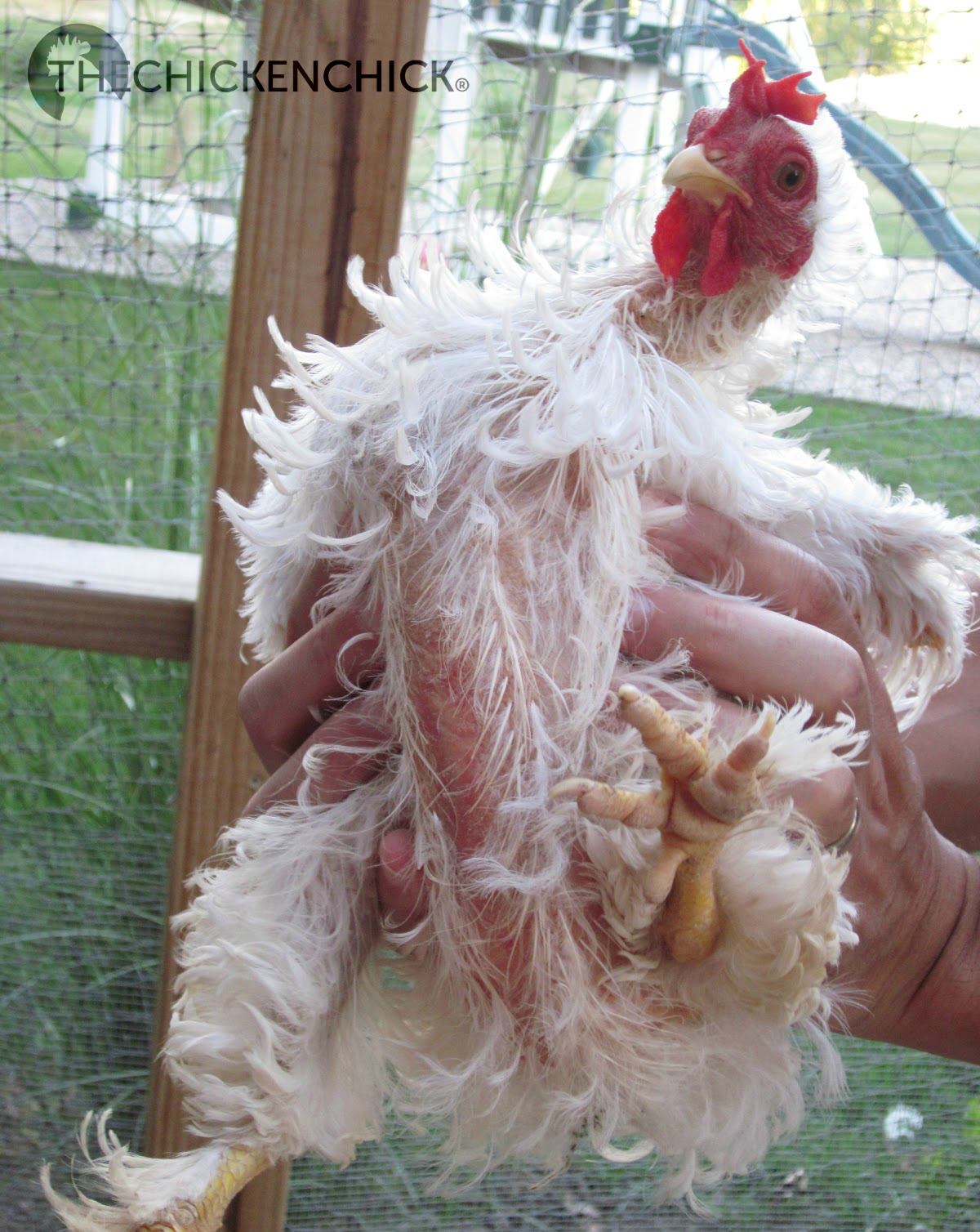 The Chicken Chick® Molting. What is it and How to Help Chickens Get