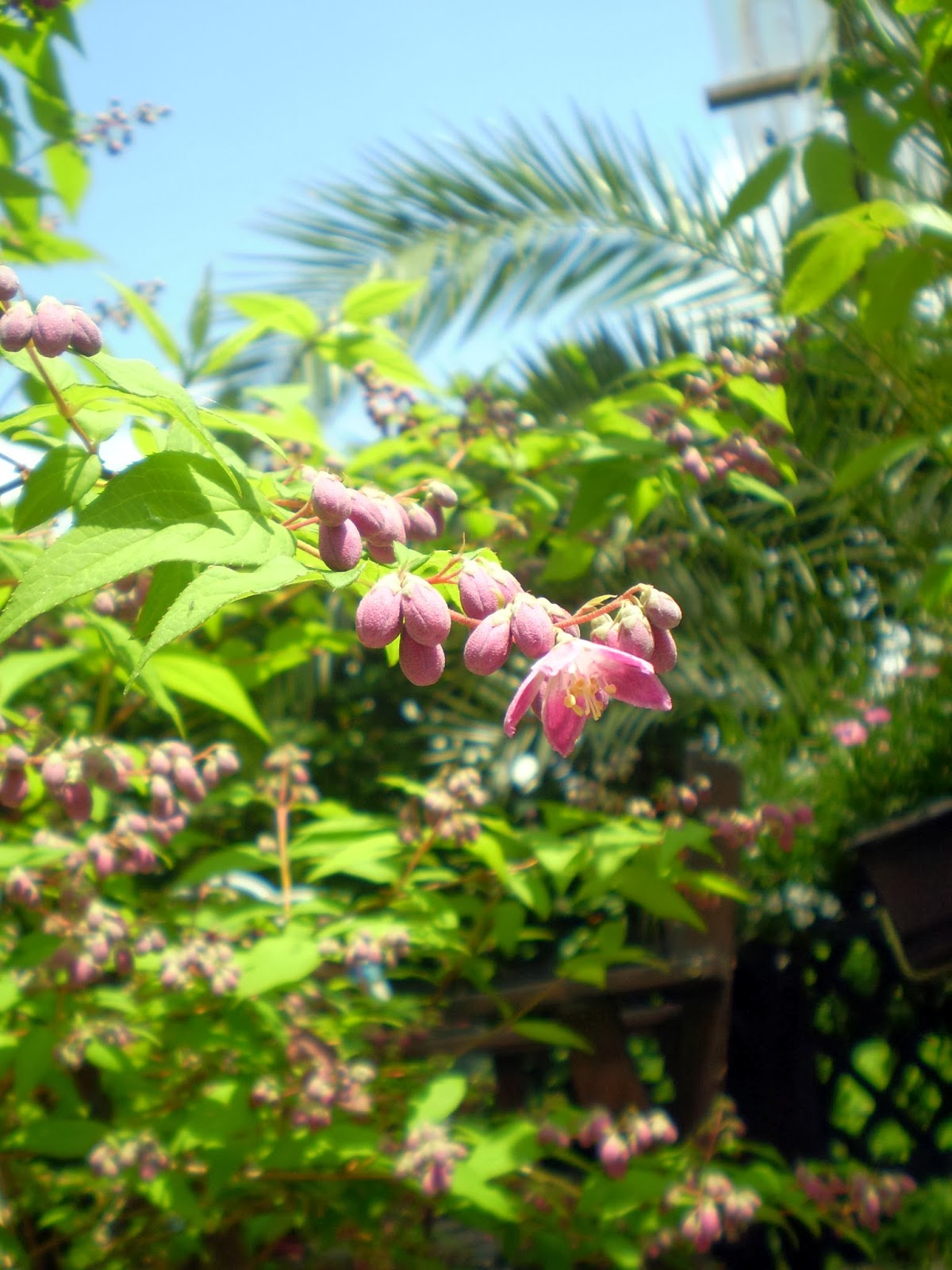 Leben Natur Shabby Chic 06 19 08