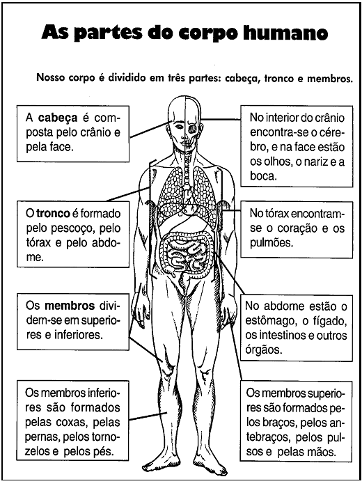 Corpo Humano