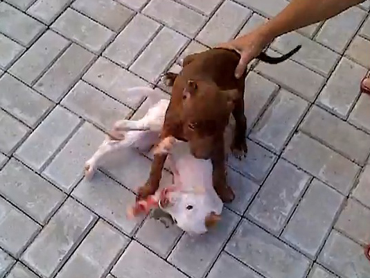 craven desires may 2013