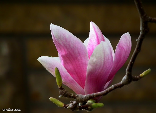 Parfum de magnolia