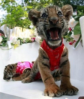 Funny animal happy new year pictures 2012 | LaTeSt TeChNoLoGy NeWs