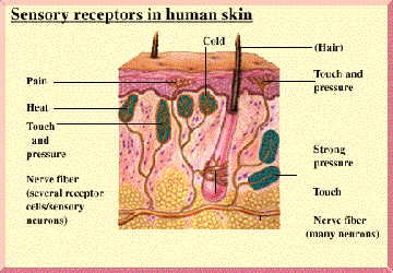 Biology: Unit 4 Compilation