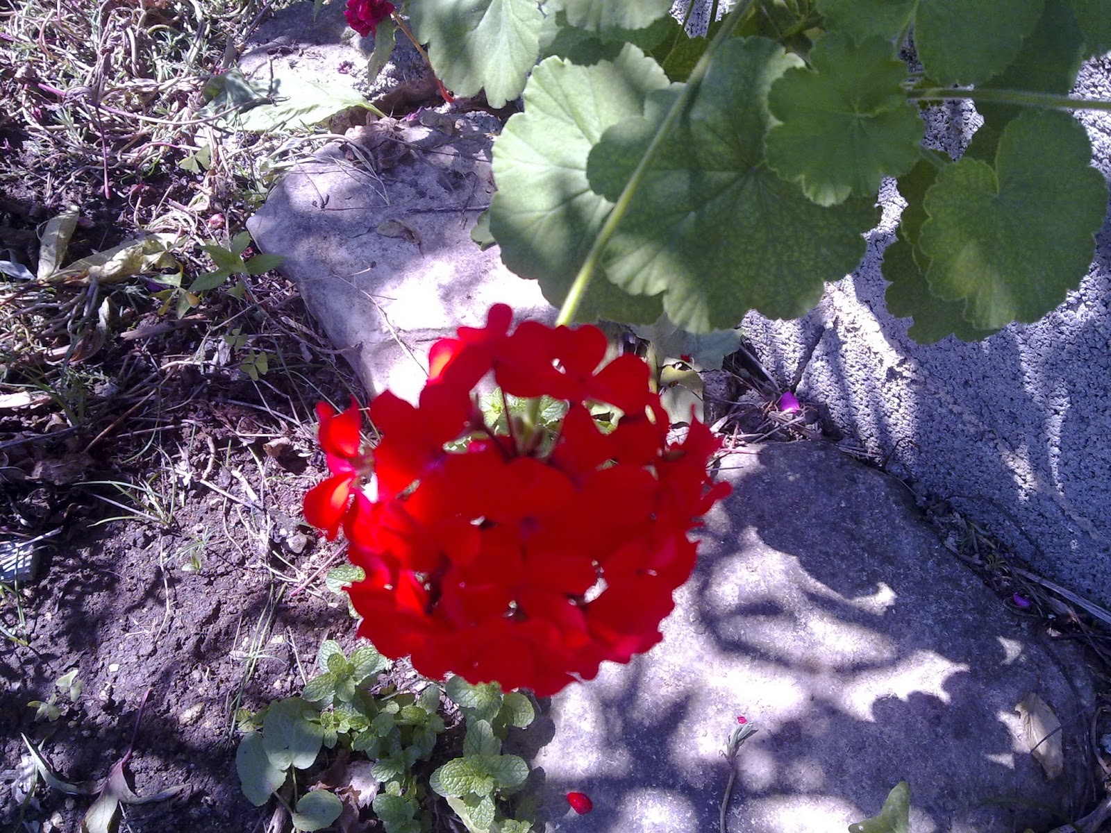 flor agricultura flor