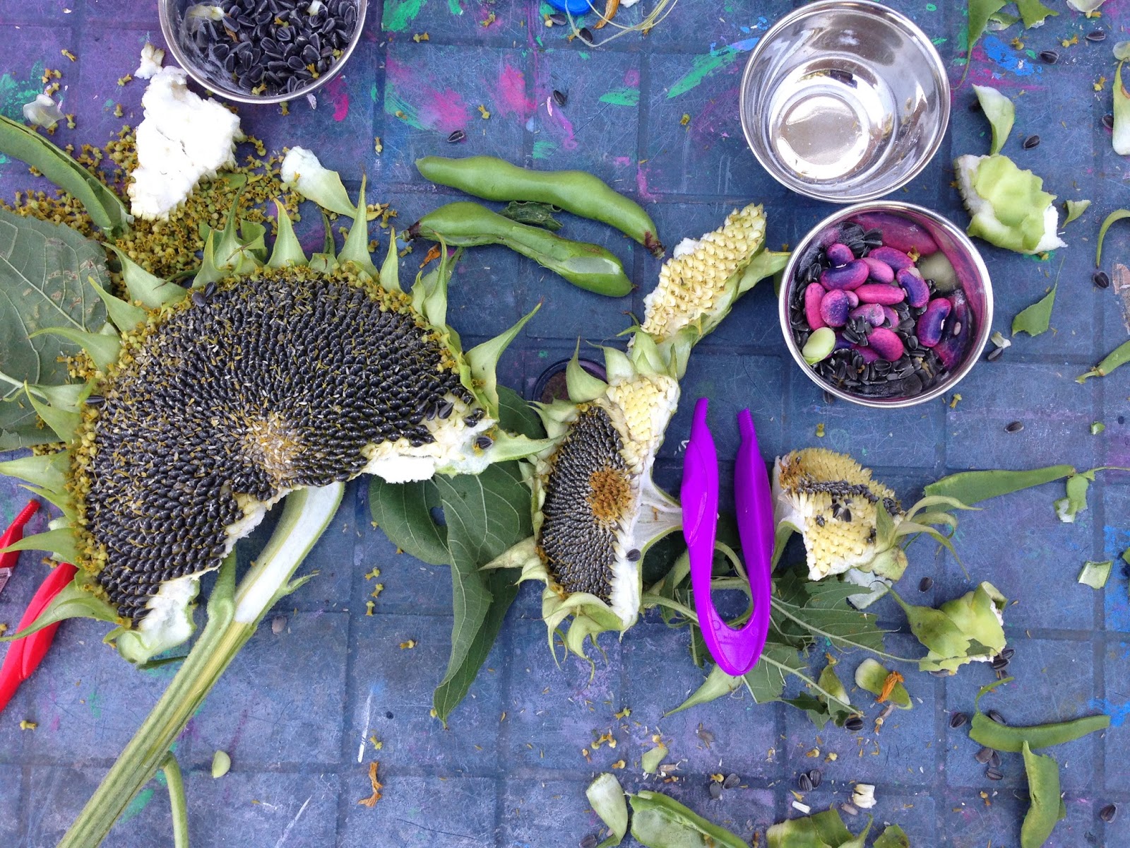 Preschool Play Sunflowers and Seeds