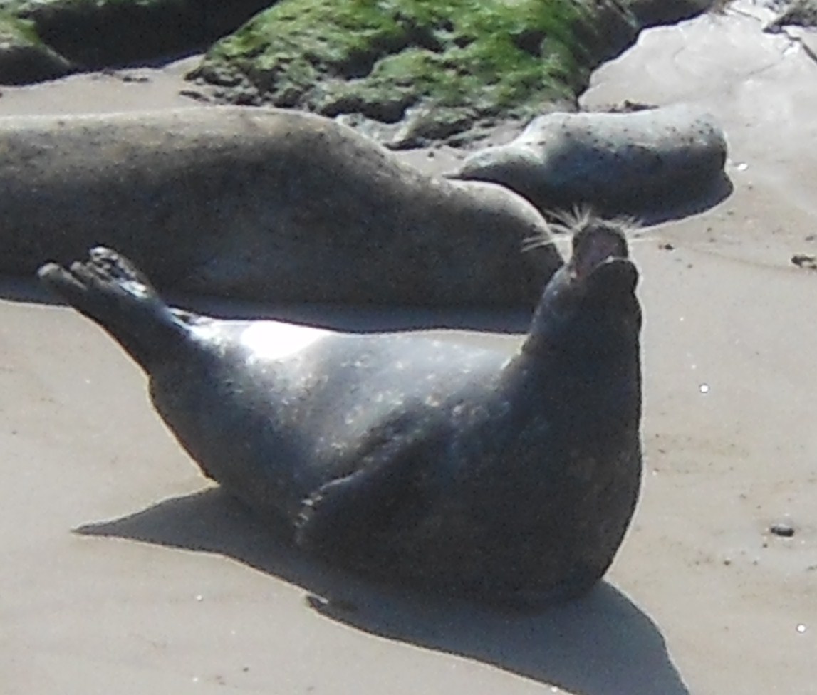1000 Hikes in 1000 Days Hike 523 Carpinteria Harbor Seal Rookery