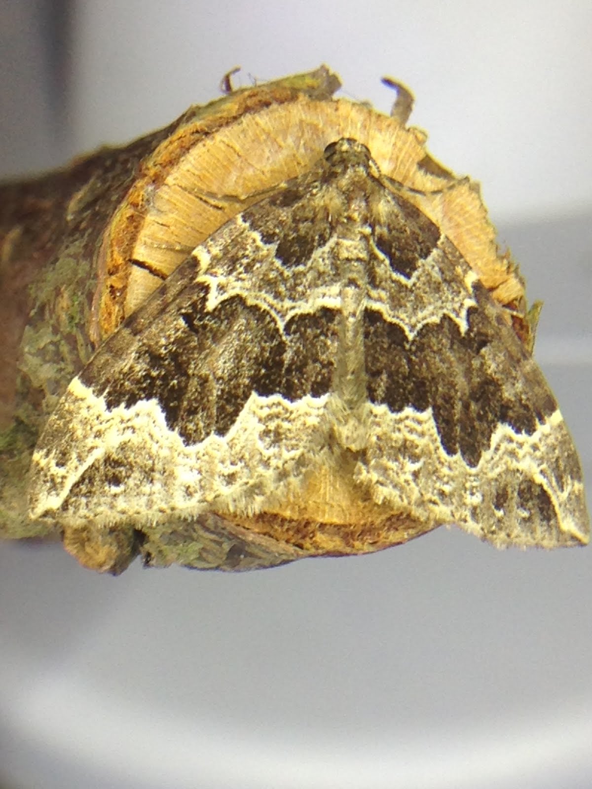 Little Hadham Birding Millennium Wood moth night