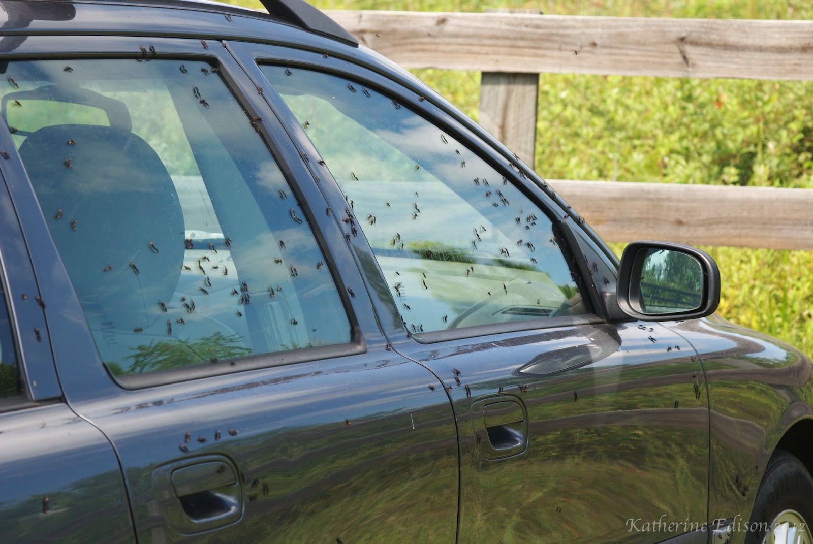 Earth Teach Me Love Bugs