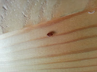 Bed bugs on bed frame