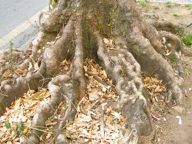 Escolhendo a árvore certa para plantar na sua rua