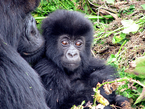 western lowland gorilla essay Gorillas are the largest of the great apes, but the western lowland gorilla is the smallest and least endangered of the subspecies native to the congo basin, the . western lowland gorilla essay Gorillas are the largest of the great apes, but the western lowland gorilla is the smallest and least endangered of the subspecies native to the congo basin, the .