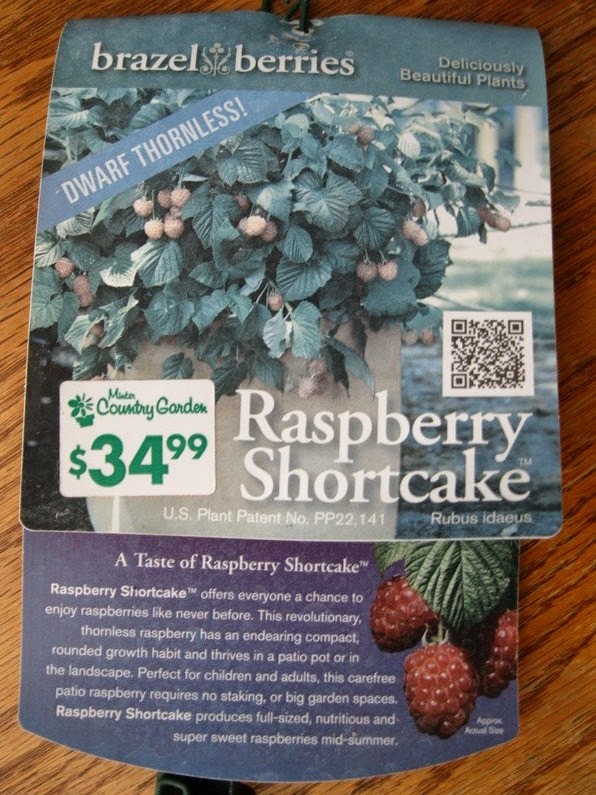 Balcony of Eden Tips for Growing Raspberries