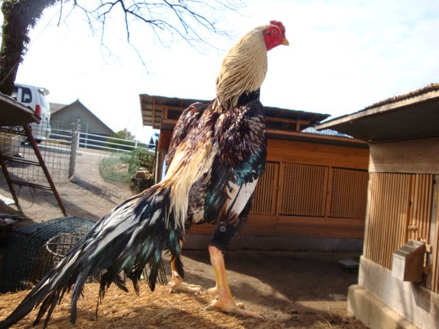 Datang Di Sentra Budidaya Dan Penjualan Ayam Hias Dan Ayam Aduan