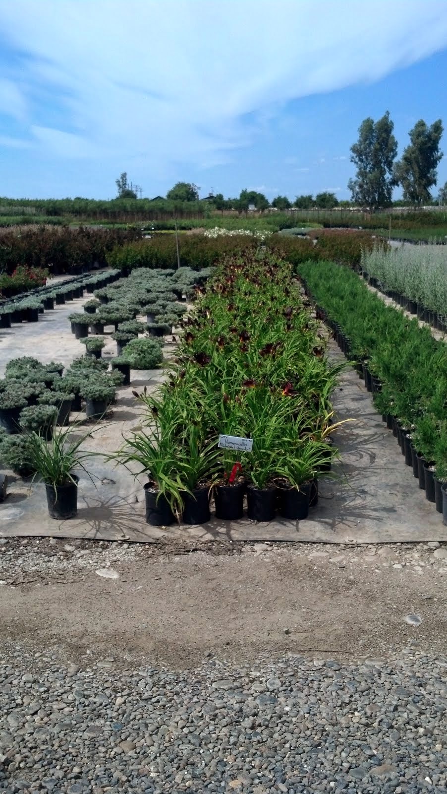 Western Tree Nursery Northern California