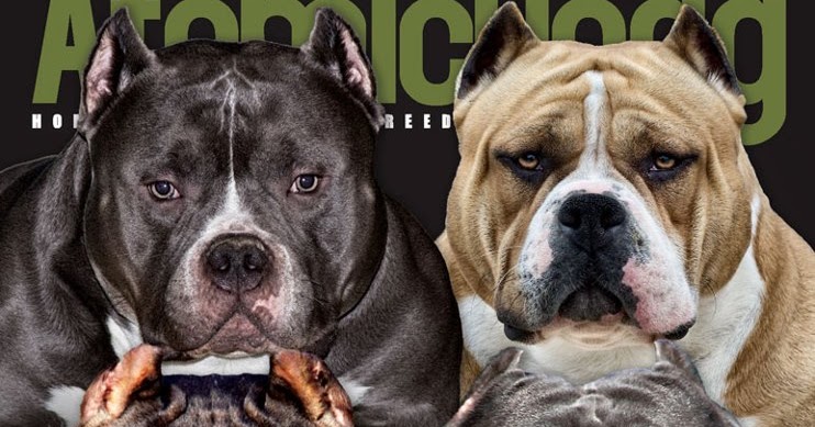 TOYSOLDiER BULLY PHOTOS: Muscletone&rsquo;s MAGOO