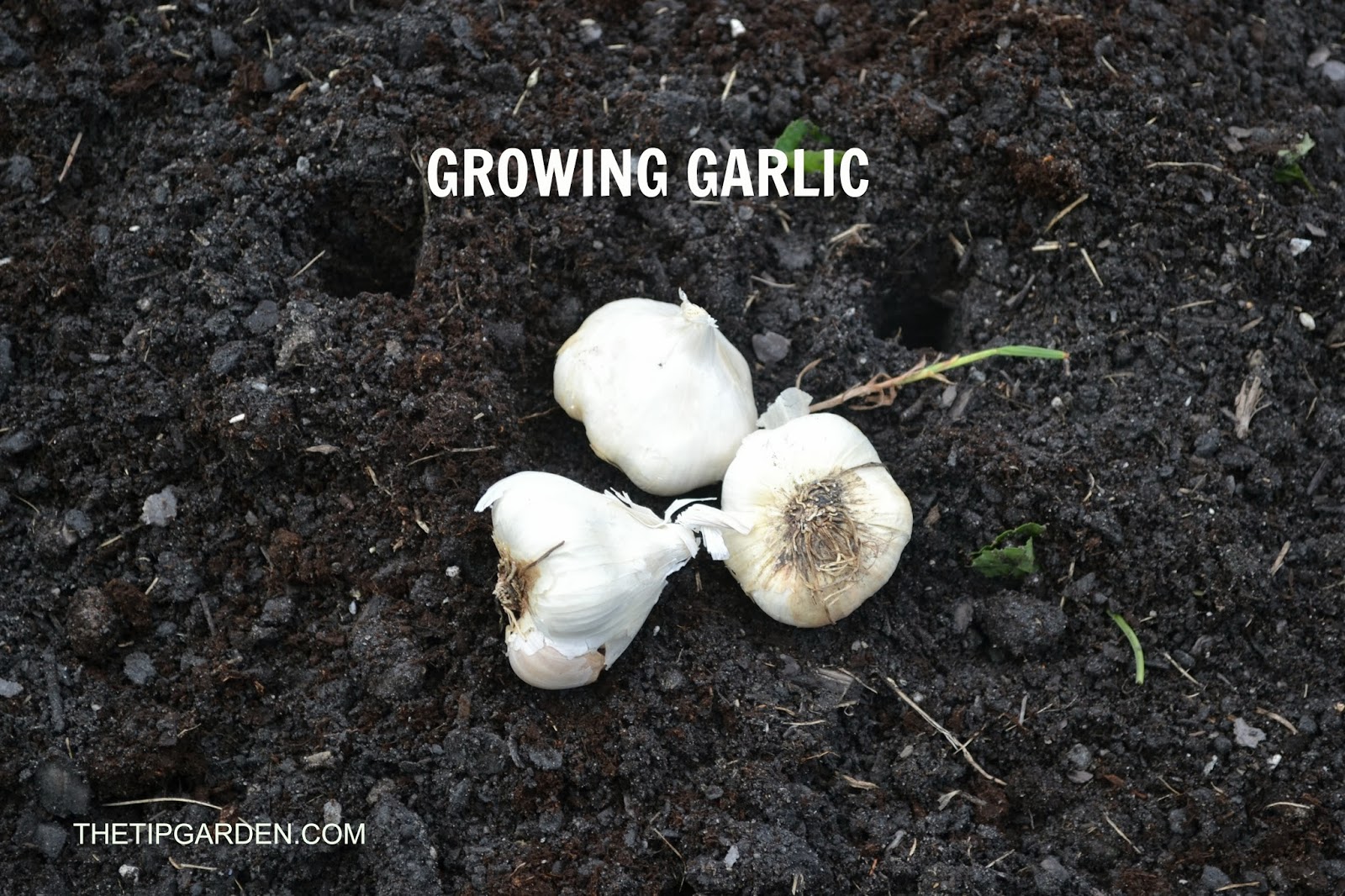 TIP GARDEN Growing Garlic Part 2 The Spring Growing Season