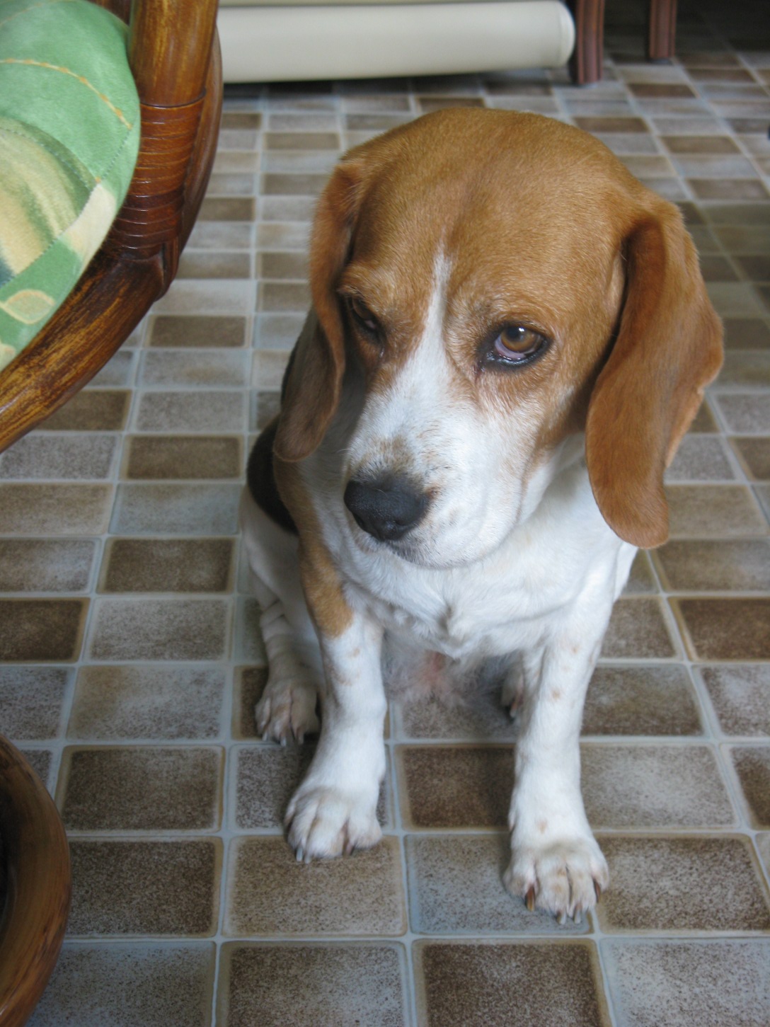 Cute Dogs: beagle dog