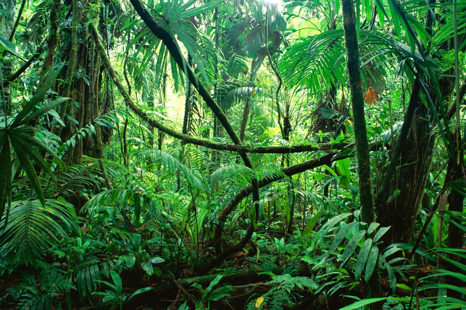 jungle jungle