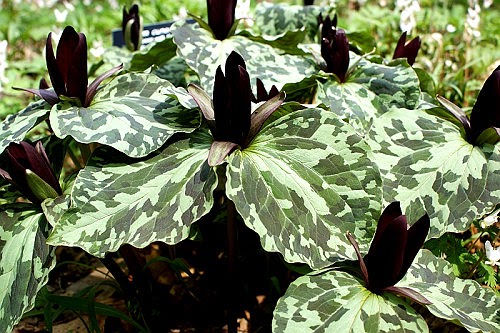 Travels with a Muse: Garden in the Woods