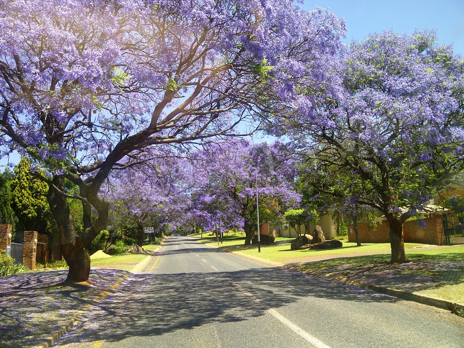 Back in Jo(y)burg Jacaranda trees purple makes happy