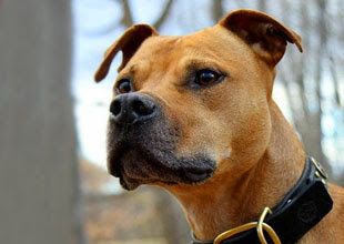 Dog Pictures