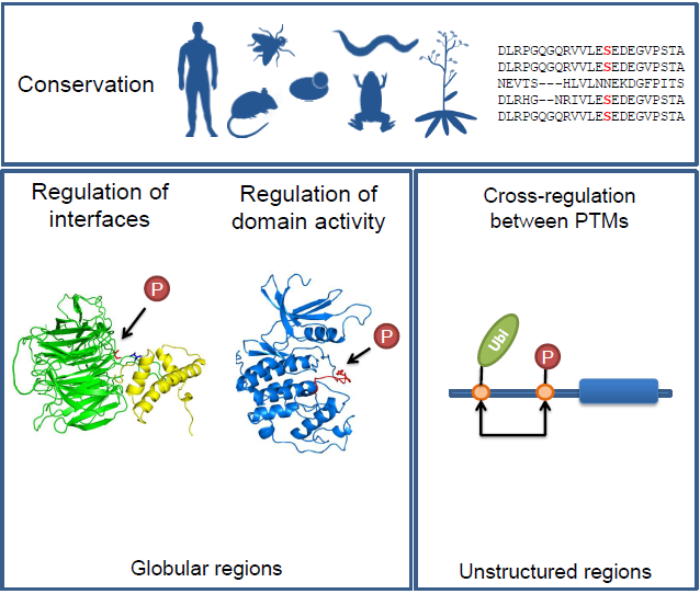 evolution of cellular networks evolution and function of post translational modification