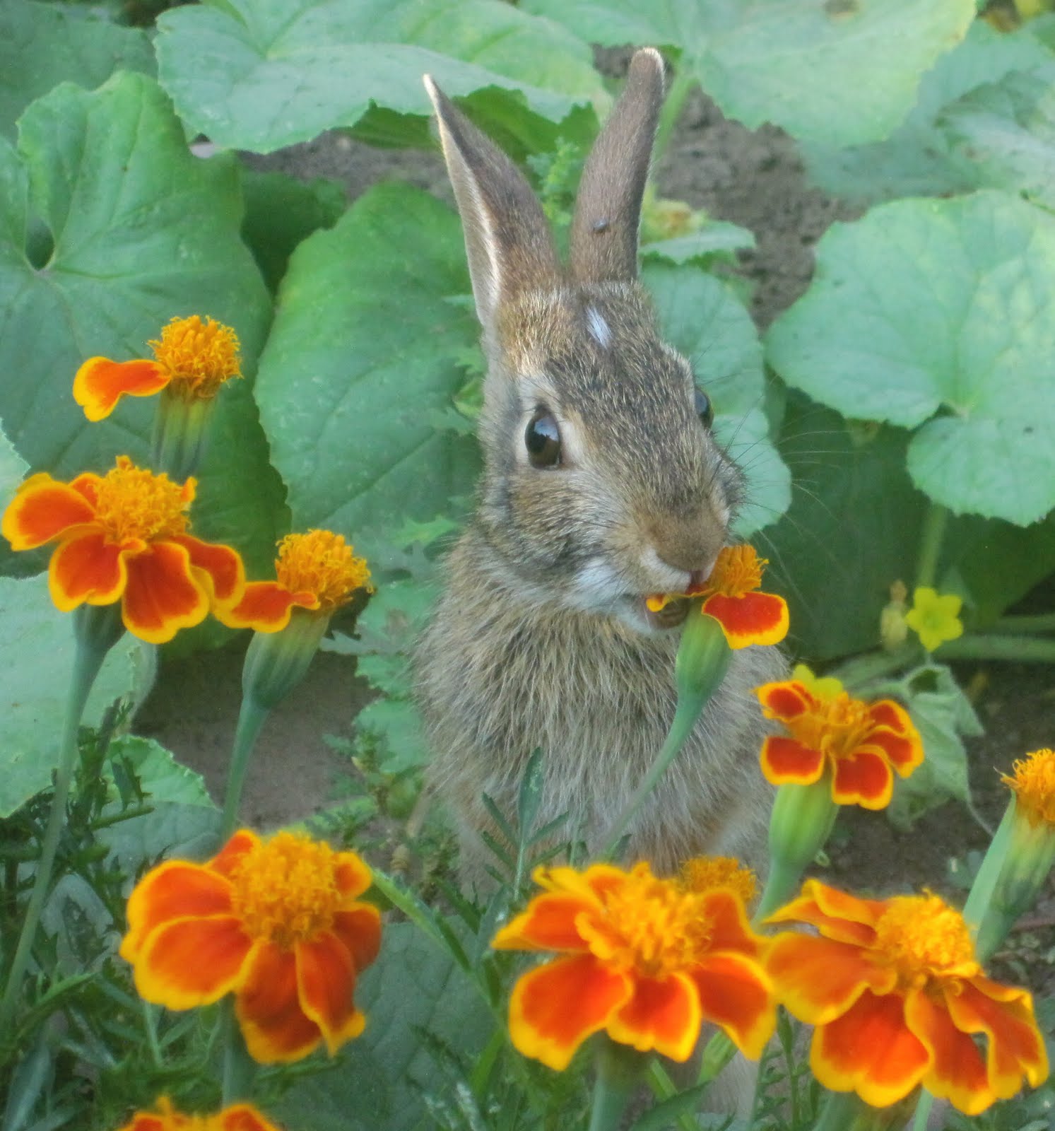Painted Lady Fingers Bunny in the marigolds!