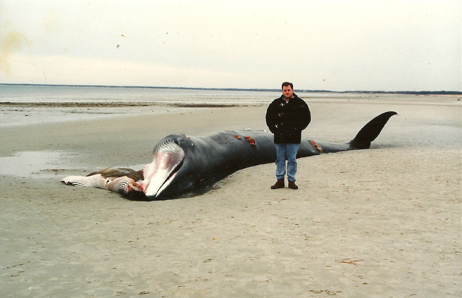 cape cod lobster diver humpback whale cape cod lobster diver humpback whale