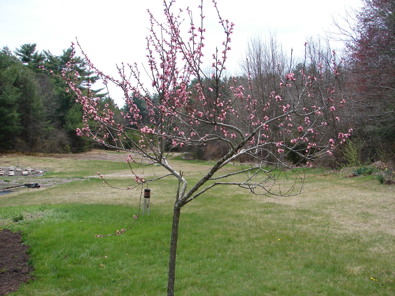 One Love Farm Peach Blossoms