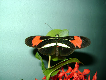 Borboleta