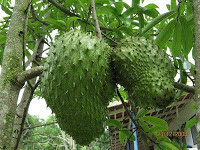 Graviola - Soursop