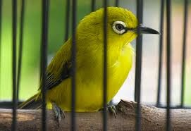Semua Tentang Burung Burung Pleci Kecial Lombok
