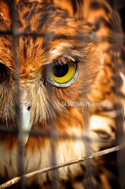 owl eye closeup shot manila zoo