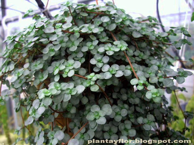 Pilea nummulariifolia PILEAS Pinterest