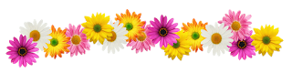line-flowers-effect-script-html-free-clr.png