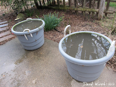 dormant lotus plant, buckets, fill with water