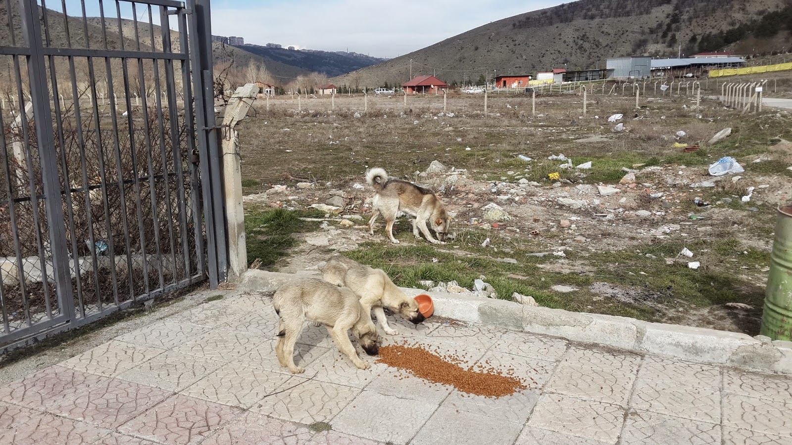 Evsiz hayvanlar bir kişinin sorumluluğundadır Evsiz hayvanlar bir kişinin sorumluluğundadır