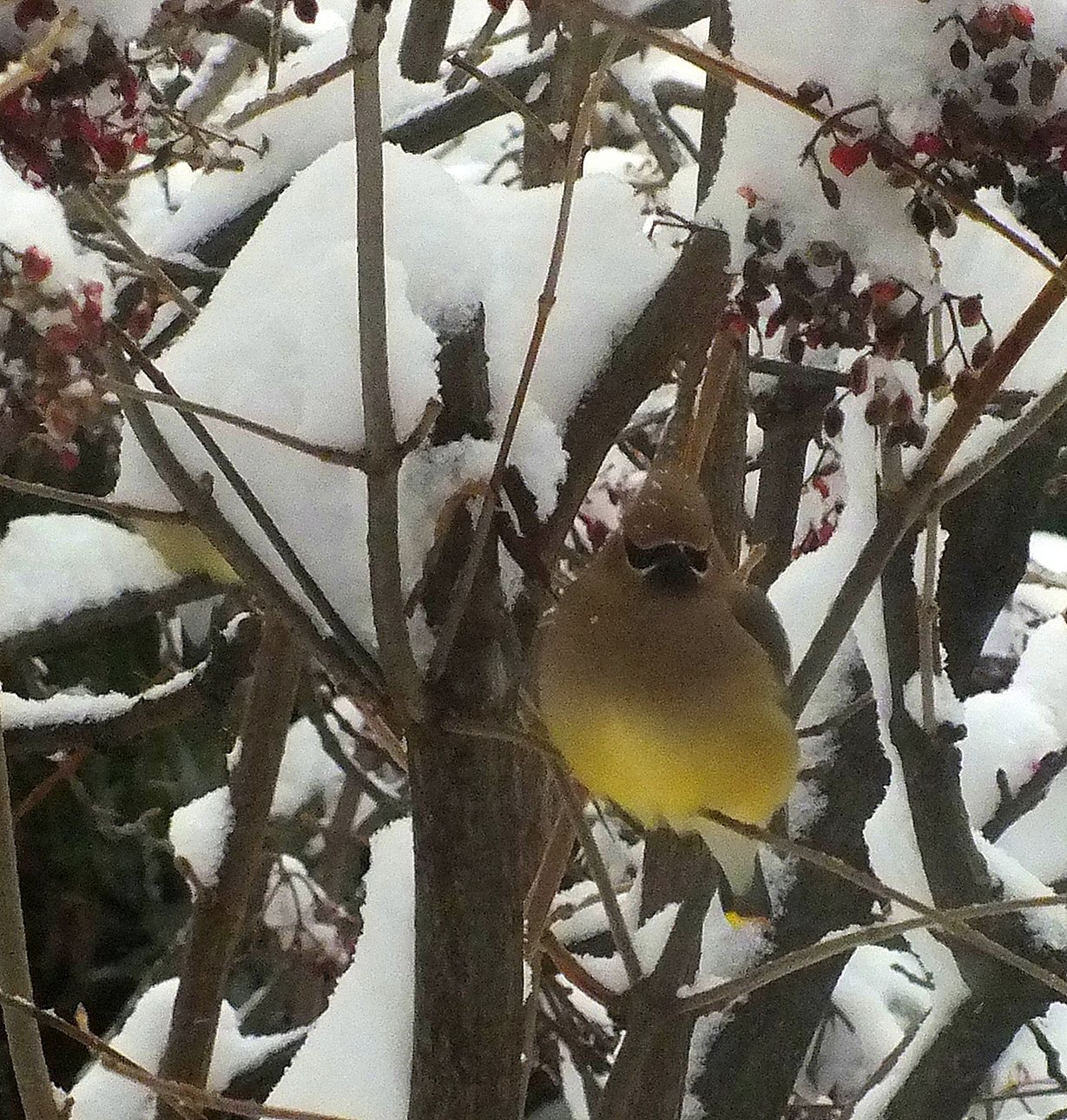 Cedar Waxwing