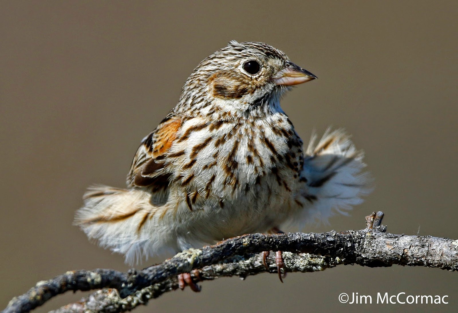 Ohio Birds and Biodiversity Northern Michigan birds