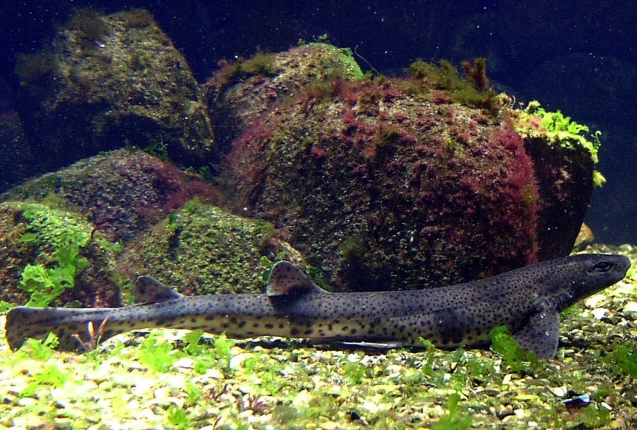 Zuma World Zuma Fact 142 Smallspotted catshark!