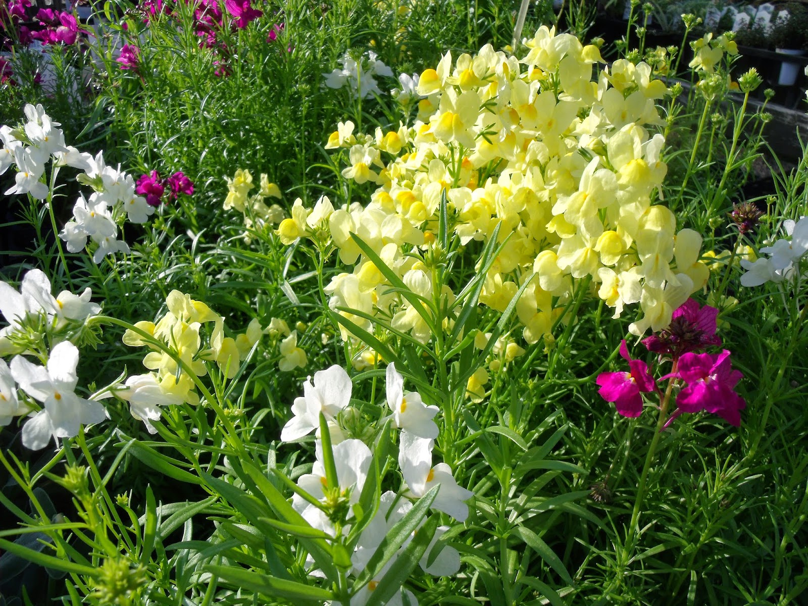 Green Note お知らせ 植え替え応援sale スタートです 箕面市の園芸店green Note