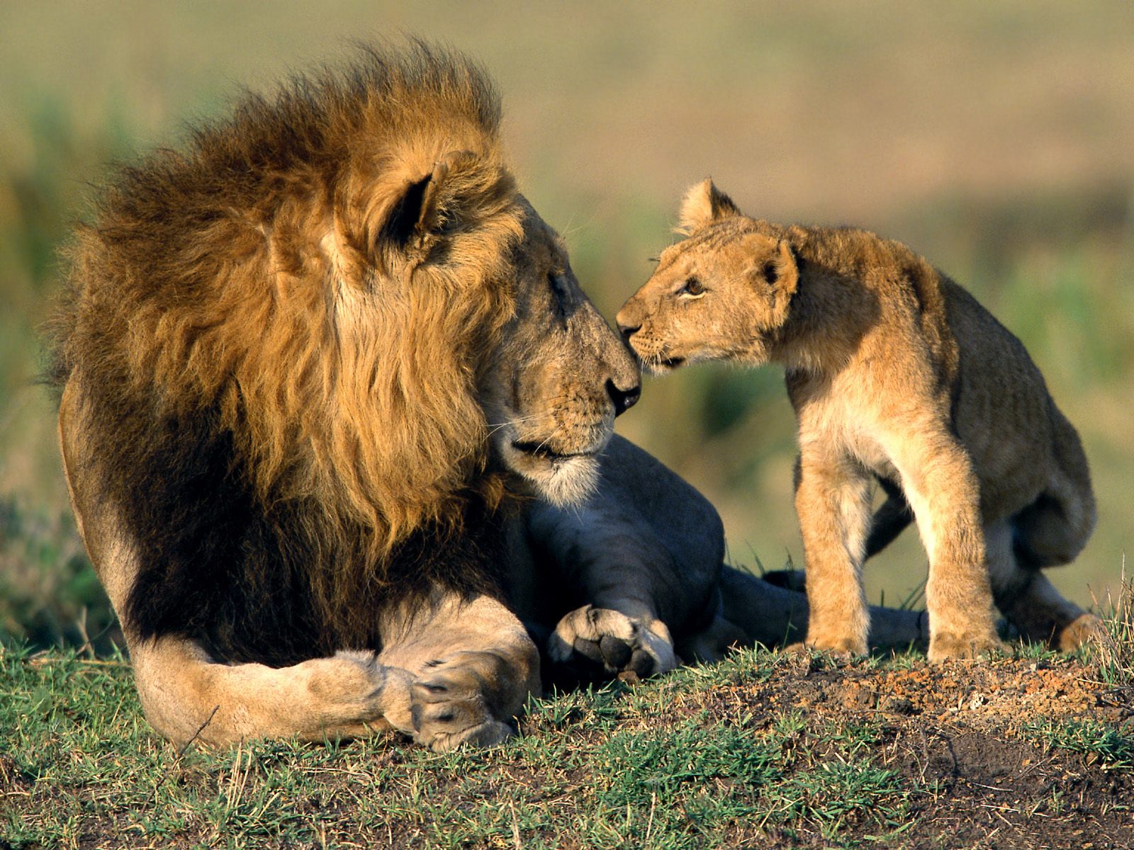 http://2.bp.blogspot.com/-61pWLFmqjVc/TbSFT-Xiq9I/AAAAAAAABrQ/5hcTDIFaHrY/s1600/Lion%2015.jpg