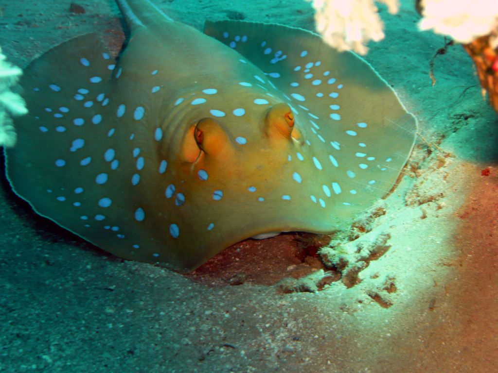 Life of Blue Spotted Stingray | Life of Sea