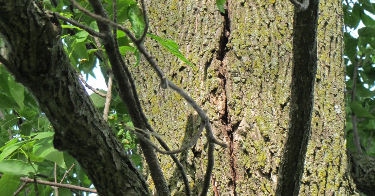 Jon Hardinger's Notes Ash Tree split