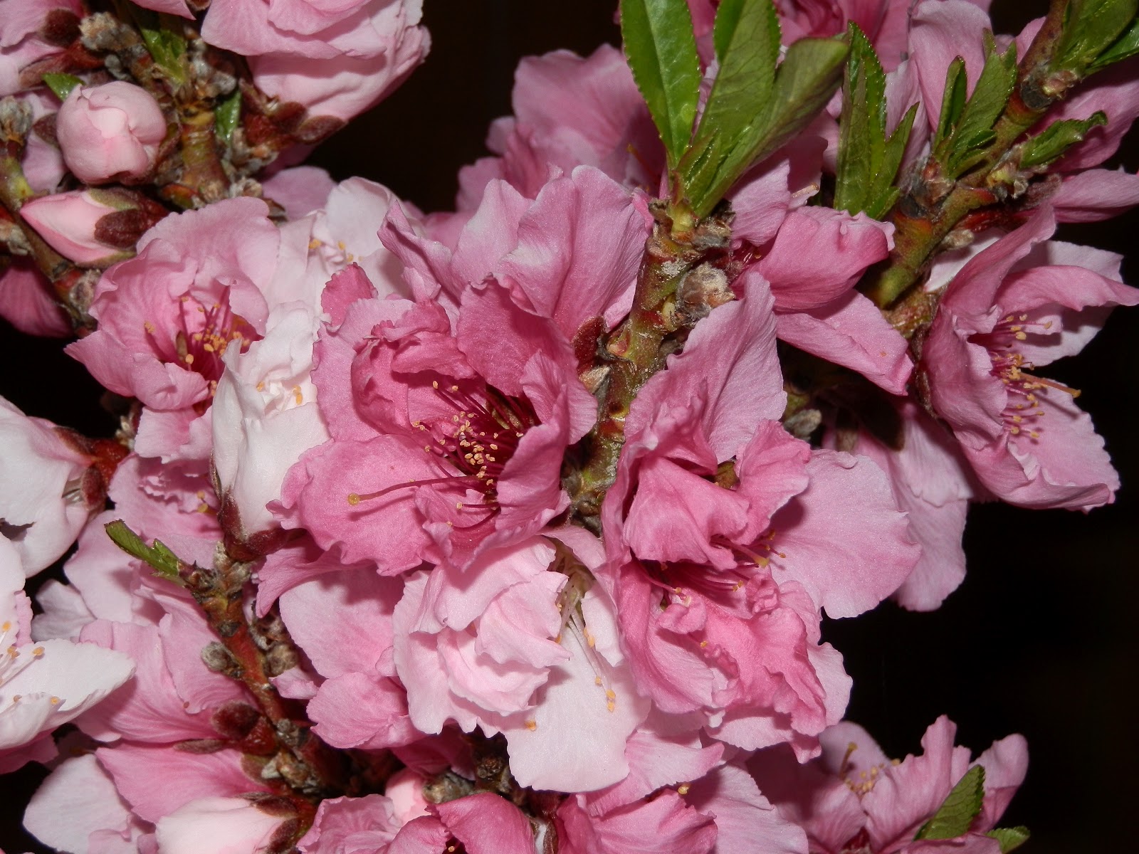 GG's Creative Corner Our Baby Peach Tree Is Beautiful!